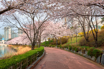 Blooming sakura cherry blossom alley in park © Dmitry Rukhlenko