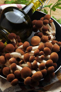 Agrocybe aegerita ft6110_0611