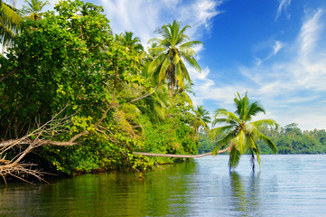 Picturesque tropical landscape. Lake, coconut palms and mangroves.