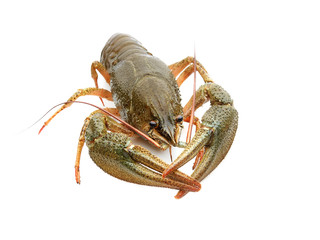 Crayfish on a white background 
