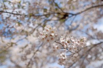 桜の花