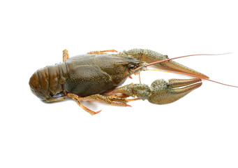 Crayfish on a white background 