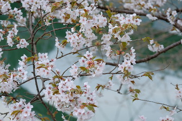 桜の花