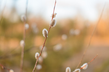 Willow branches with buds in early spring, selective focus. Pussy willow branches with catkins. Spring branches willow seals. Spring buds on the willow tree.