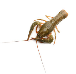 Crayfish on a white background 