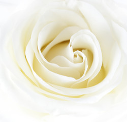 White rose close-up can use as background. Soft focus.