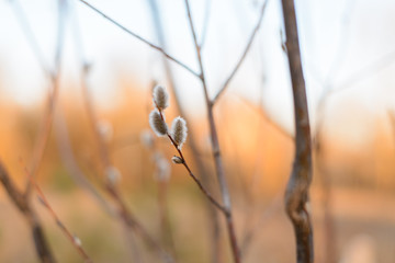 Willow branches with buds in early spring, selective focus. Pussy willow branches with catkins. Spring branches willow seals. Spring buds on the willow tree.