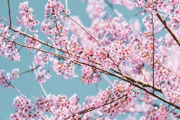 Vintage close up Wild Himalayan Cherry blossoms (Prunus cerasoides) blooming on tree with blue sky