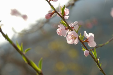 桜の花