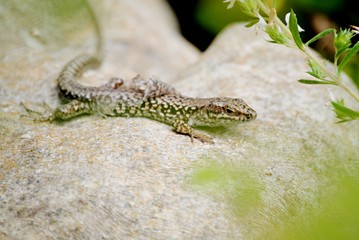 Lézard