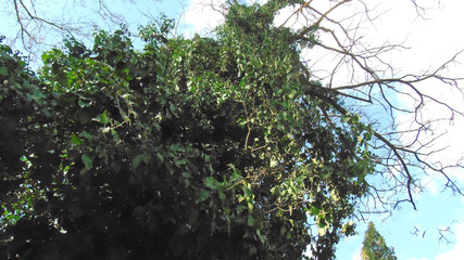 Naturaleza viva.