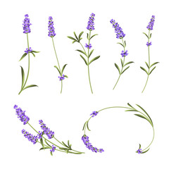 Obraz premium Provence flowers collection. Set of lavender flowers elements. Violet flowers kit. Fashion summer print bundle. Elements for invitation card and your template design. Vector illustration.