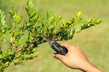 gardener pruning trees with pruning shears on nature background.