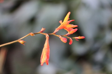 flower  frost and dew drops
