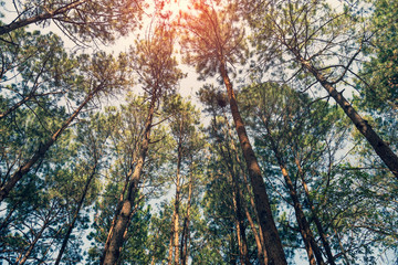 Tree and leaf background texture 