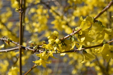 Forsythie (Forsythia × intermedia)