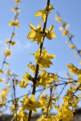 Forsythie (Forsythia × intermedia)