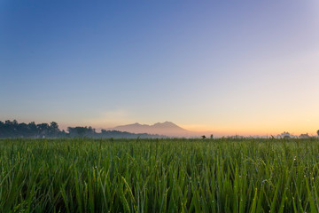 Green rice field on mountain background 