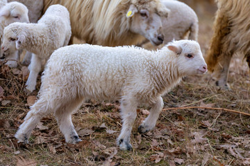 Sheep and lambs on pasture