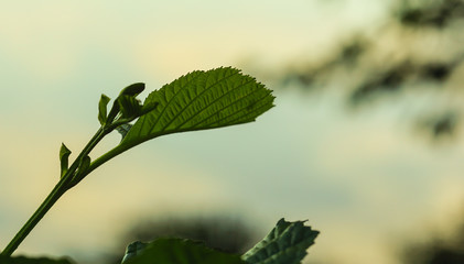 Natural green plants landscape, Closeup. Green leaves pattern background, Natural background and wallpaper