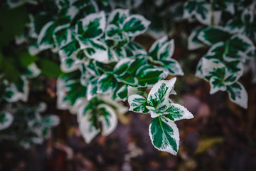 Natural green plants landscape, Closeup. Green leaves pattern background, Natural background and wallpaper