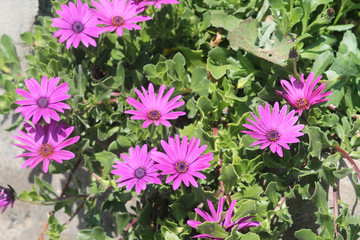 Purple daisies and green leaves in sunlight
