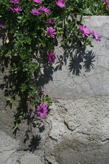 Flowers and leaves in front of a concrete wall