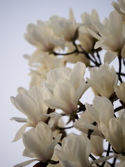 Fototapeta premium Tokio, Japonia - 20 marca 2019 r .: Kwiaty magnolii heptapeta rano