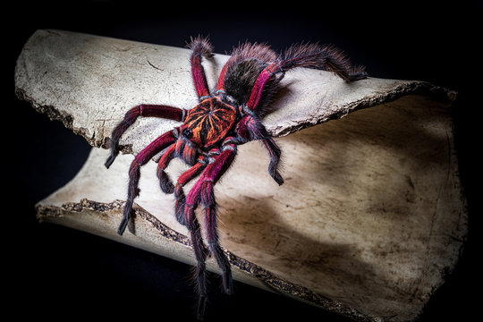 Phormictopus sp purple