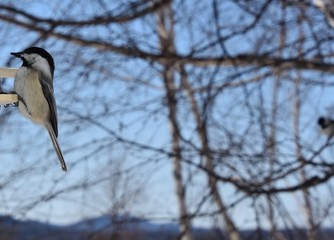 Jolie petit mésange dans la nature
