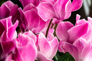Fototapeta na wymiar Pink petals