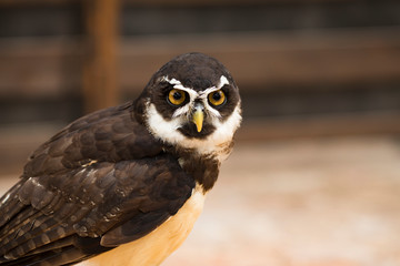 メガネフクロウ