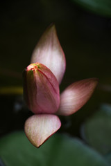 Fototapeta premium lotus flower with dews