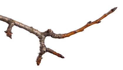 dry cracked pear tree branch. isolated on white background