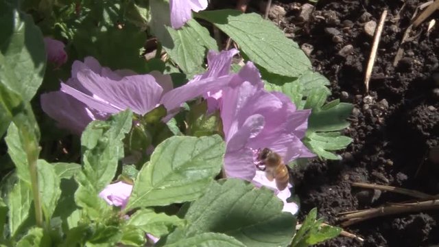 Abeille qui butine