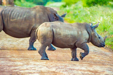Fototapeta premium Female white rhinoceros and her cub in the savannah