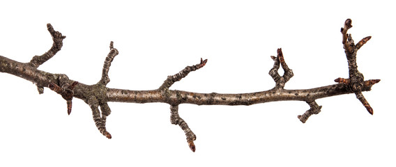 dry cracked pear tree branch. isolated on white background