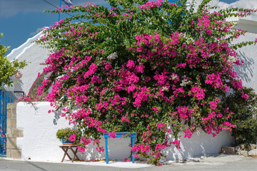 Fototapeta na wymiar A large lush red bougainvillea Bush, a folding chair and a blue table by the white wall of a Greek house in Rhodes