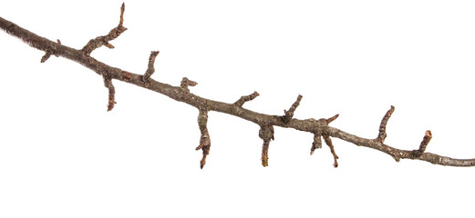 dry cracked pear tree branch. isolated on white background
