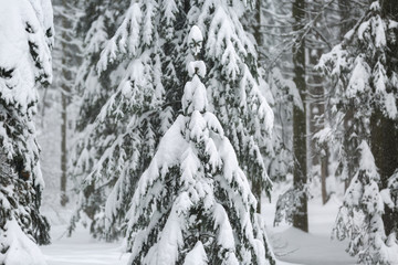 spruce forest in the snow, spruce branches under a layer of snow after snowfall