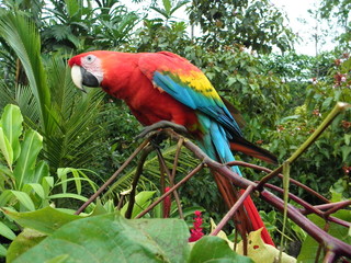 bunte Papageien am Amazonas