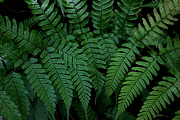 Green leaf of wild fern that grows in the shade as background material