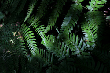 Fototapeta na wymiar Green leaf of wild fern that grows in the shade as background material