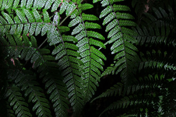 Green leaf of wild fern that grows in the shade as background material