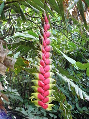 tropische Blumen im Dschungel