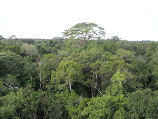 im Amazonasdschungel