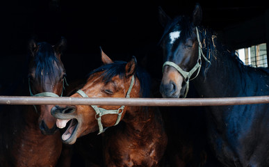 Trzy konie
