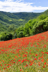 poppy field