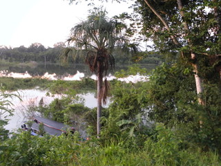 im Amazonasdschungel