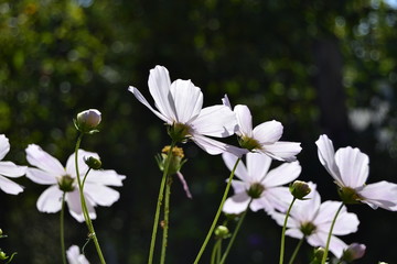 white flowers in garden